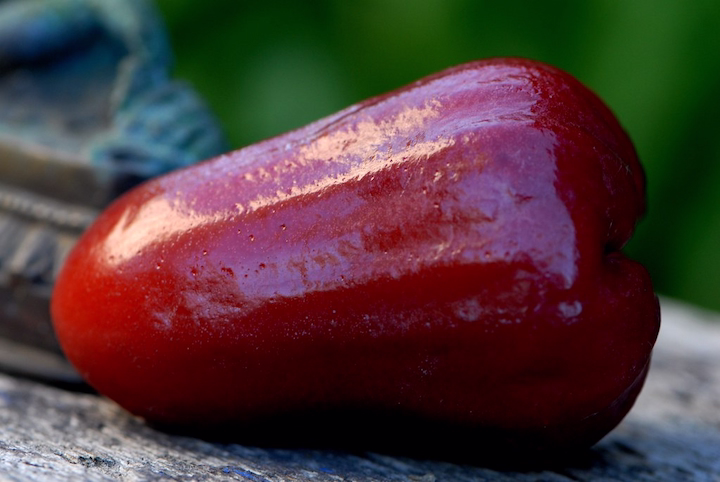image of a jamaican apple on its side
